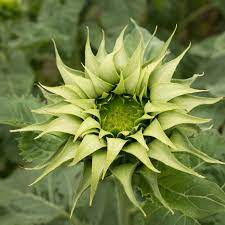 Green Sunflower Seeds for Planting – Grow Unique Sunflowers in Your Garden | Non-GMO & Easy to Grow seeds for planting in home garden
