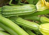 Costata Romanesco Zucchini Cucurbita pepo seeds for garden planting