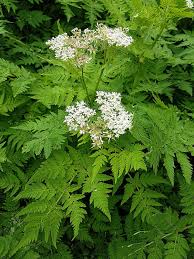 Cicely Myrrhis Odorata Flower Seeds for Planting, 100 pcs for planting in your garden.