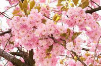 Japanese flowering cherry Prunus serrulata seeds