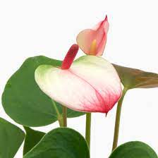 100 Pcs