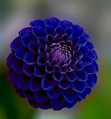 Blue Pompon Dahlia Flower Seeds for Planting - Heirloom and Non-GMO garden seeds for planting in home garden