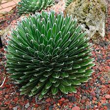 Green Agave Victoria Regina Planting Seeds for Garden NON GMO Seeds for planting in home garden