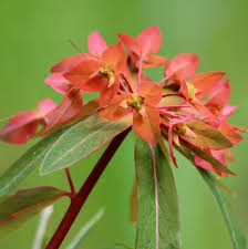 Red Griffithii Flower Seeds for Planting - 100 pcs for planting in your garden.