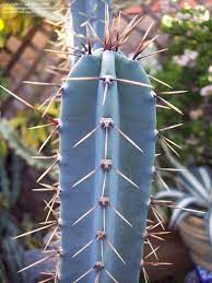 Blue Hankeanus Plant Seeds for Planting - 100 pcs seeds for planting in home garden