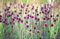 Sphaerocephalon Flower Seeds for Planting - 100 pcs for planting in your garden.