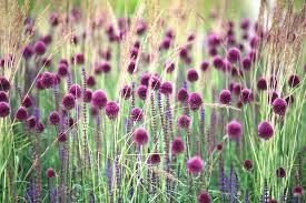 Sphaerocephalon Flower Seeds for Planting - 100 pcs for planting in your garden.
