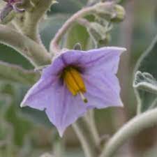 Solanum Flower Seeds for Planting, 100 pcs seeds for planting in home garden