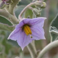 Solanum Flower Seeds for Planting, 100 pcs seeds for planting in home garden