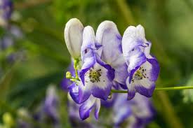 Blue Aconitum Flower Seeds for Planting - 100 pcs for planting in your garden.