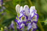 Blue Aconitum Flower Seeds for Planting - 100 pcs for planting in your garden.