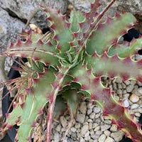 Hechtia Sp Tehuacan Seeds for Planting - NON GMO Seeds for planting in home garden