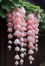 Baby Pink Weeping Forsythia Flower Seeds for Garden Planting