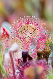 Heirloom Non-GMO Pink Drosera Sundew Flower Seeds for Garden Planting – Unique Carnivorous Blooms