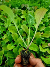 Young swede plug plants thriving in a raised garden bed.

