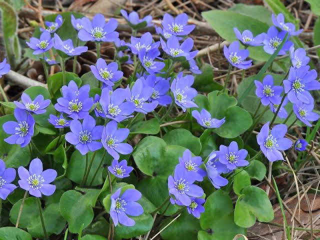 Organic Heirloom Non-GMO Hepatica Nobilis Seeds for Planting – Woodland Blooms