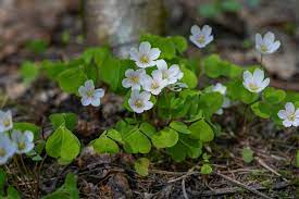 Oxalis Acetosella Flower Seeds for Planting - NON GMO Seeds