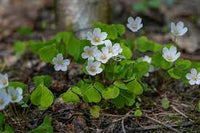 Oxalis Acetosella Flower Seeds for Planting - NON GMO Seeds