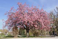 Japanese Flowering Cherry (Prunus serrulata) Fruit Seeds for Planting – Pink Variety for Vibrant Harvest
