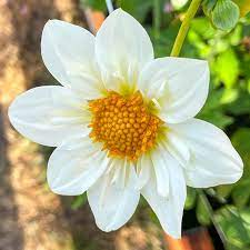 Collarette (Collarette scientific name) for planting in garden