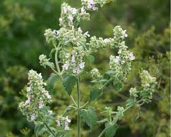 Lemon Catnip Nepeta citriodora seeds for herb garden planting