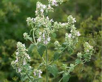 Lemon Catnip Nepeta citriodora seeds for herb garden planting