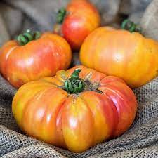 Bi-Color Rainbow Tomato Solanum lycopersicum for planting in home garden
