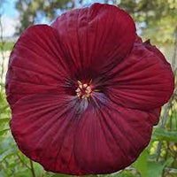 Heirloom Non-GMO Maroon Hibiscus Flower Seeds – Rich Tropical Blooms for Garden Planting for planting in your garden.