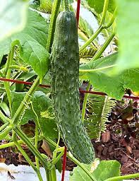 Japanese Long Cucumber Cucumis sativus seeds for garden planting