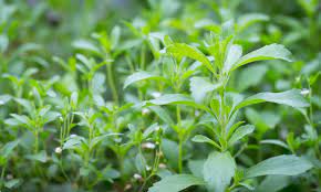 Starleaf Stevia Plant Seeds for Planting-Heirloom & Non-GMO Seeds for planting Scientific Name Placeholder for planting in home garden