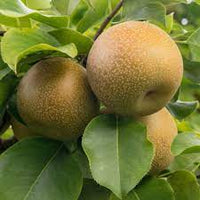 Brown Pyrus pyrifolia fruit seeds