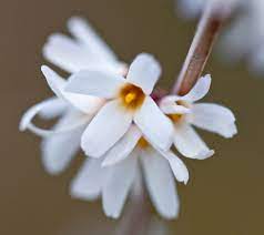 White Forsythia - Abeliophyllum distichum Flower Seeds for Planting - NON GMO Seeds for planting in home garden