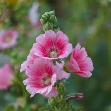 Baby Pink Hollyhock Flower Planting Seeds for Garden NON GMO Seeds for planting in home garden