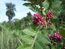 Mixed Terebinthifolius Herb Seeds for Planting- Heirloom & Non-GMO Seeds for planting Scientific Name Placeholder for planting in home garden