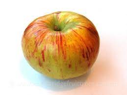 Bi-color striped apple fruit seeds