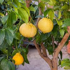 Yellow Bergamot Seeds Scientific Name Placeholder for planting in home garden