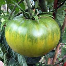 Yellow Mixed Rainbow Radish Raphanus sativus for planting in home garden