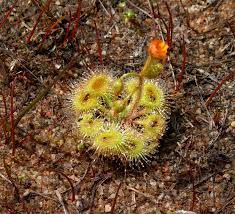 Drosera Glanduligera (Pimpernel Sundew) Plant Seeds for Planting - 100 pcs for planting in home garden