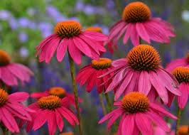 Echinacea PowWow Wild Berry Coneflower Seeds for Planting - Heirloom & Non-GMO Garden seeds for planting in your garden.