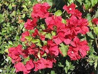 San Diego Red Bougainvillea Flower Seeds for Planting - Perennial, Heirloom & Non-GMO Garden Seeds