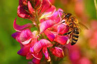 Heirloom Sainfoin Flower Seeds for Planting - 100 pcs