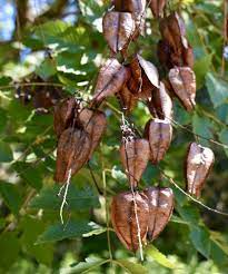 Red Koelreuteria Flower Seeds for Planting - NON GMO Seeds