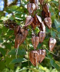 Red Koelreuteria Flower Seeds for Planting - NON GMO Seeds
