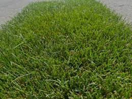 Revolution Kentucky Bluegrass Seed