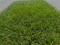 Revolution Kentucky Bluegrass Seed