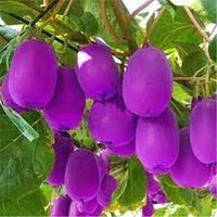 Purple Kiwi Fruit Seeds for Planting - a Tangy and Nutrient-Packed Tropical Fruit, Heirloom Seeds