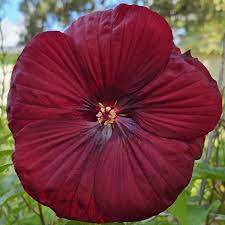 Heirloom Non-GMO Maroon Hibiscus Flower Seeds – Rich Tropical Blooms for Garden Planting
