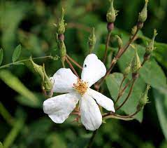 Brunonii Flower Seeds for Planting – Heirloom, Non-GMO, Vibrant Blooms for Your Garden