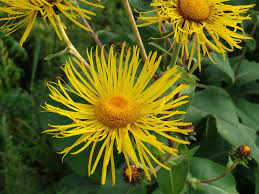 Enula Asteraceae Flower Seeds for Planting - NON GMO Seeds