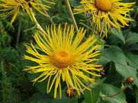 Enula Asteraceae Flower Seeds for Planting - NON GMO Seeds